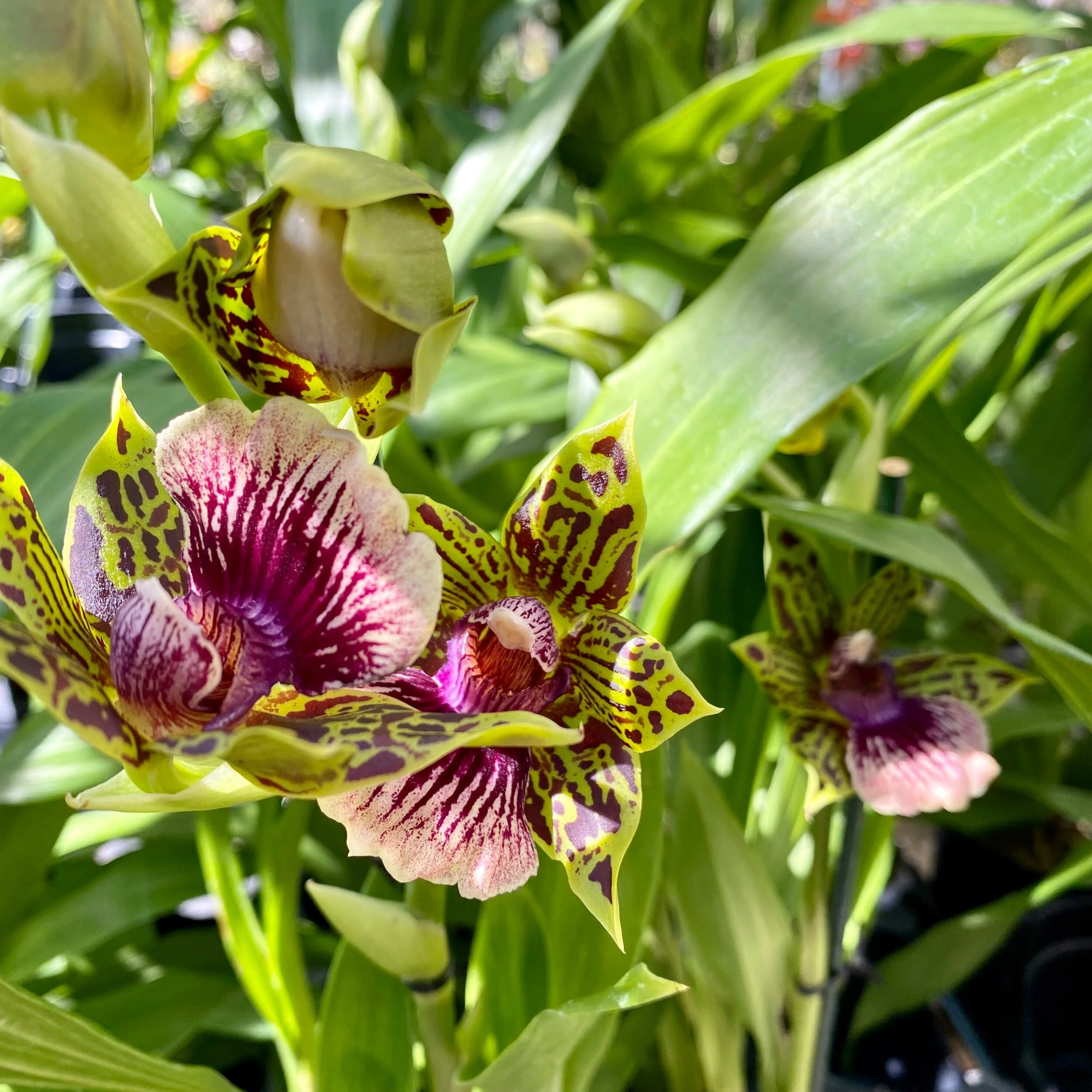 Gptm. Starburst - Palmer Orchids