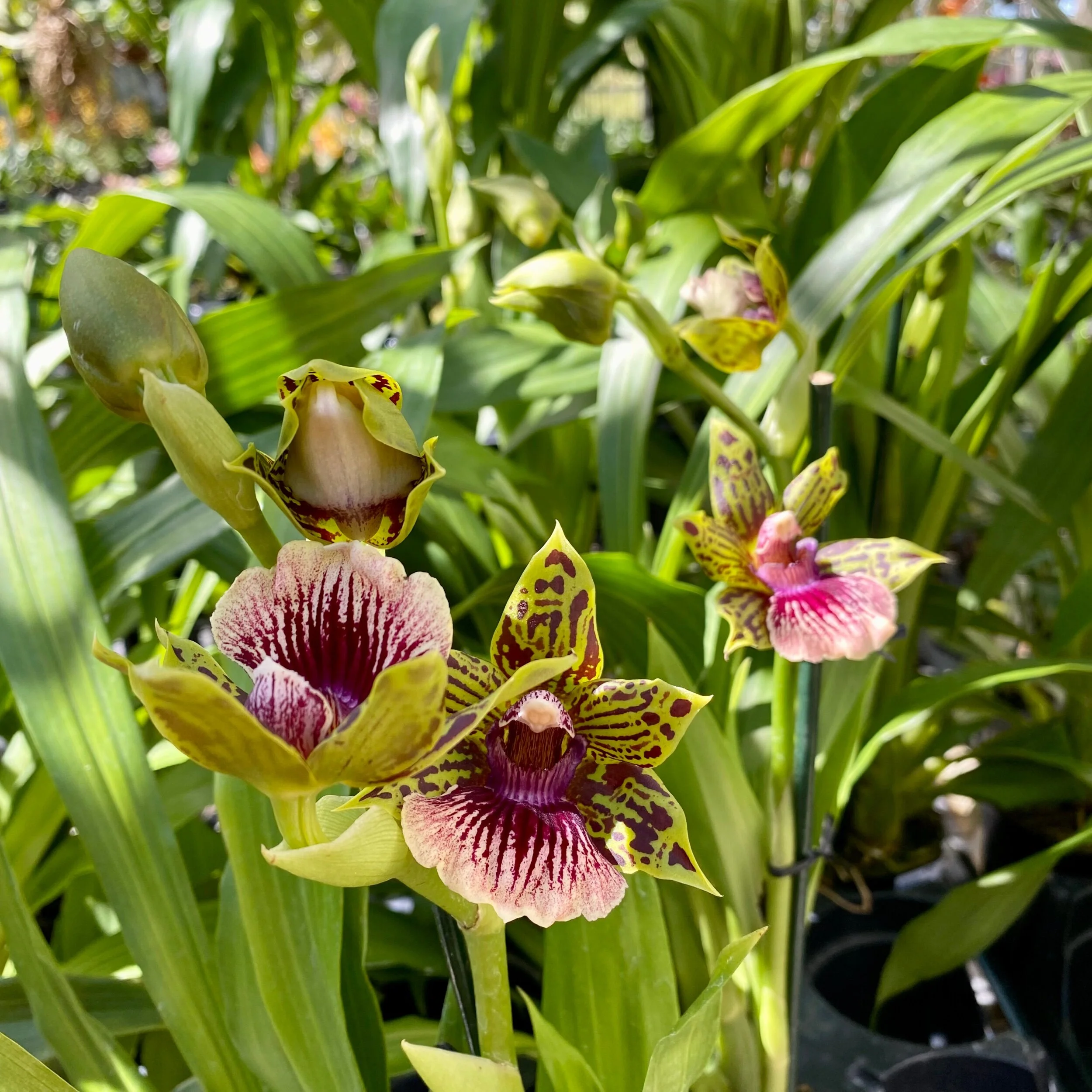 Gptm. Starburst - Palmer Orchids