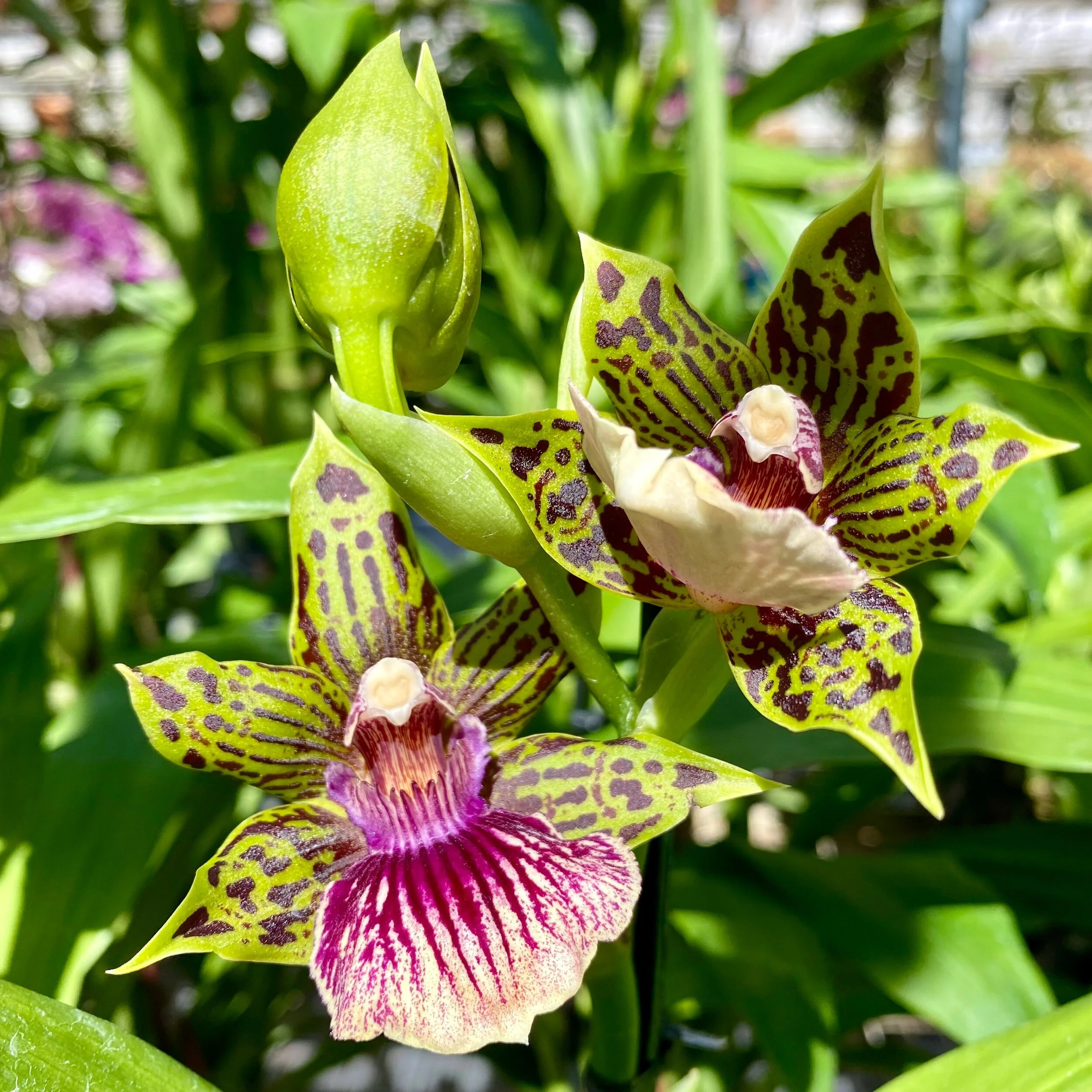 Gptm. Starburst - Palmer Orchids