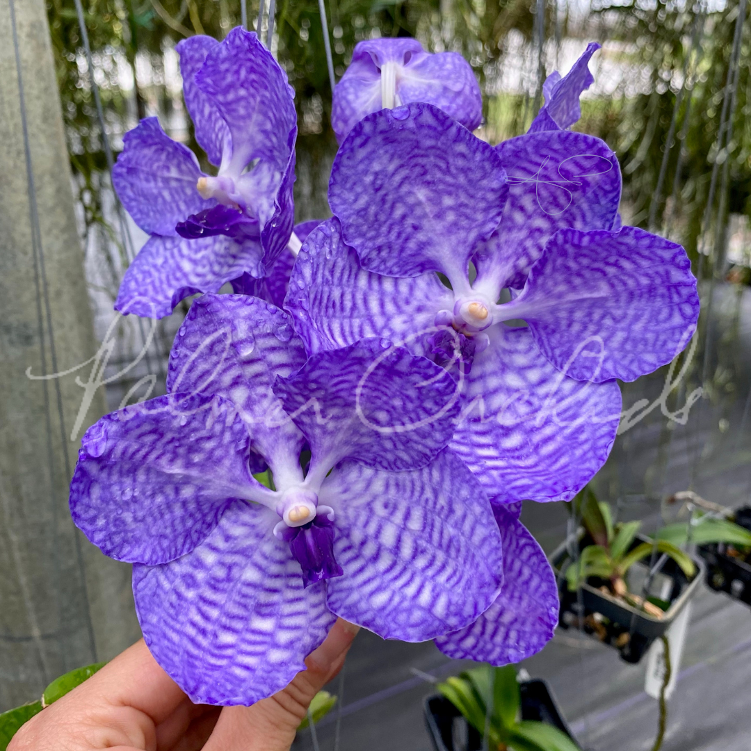Vanda coerulea - Palmer Orchids