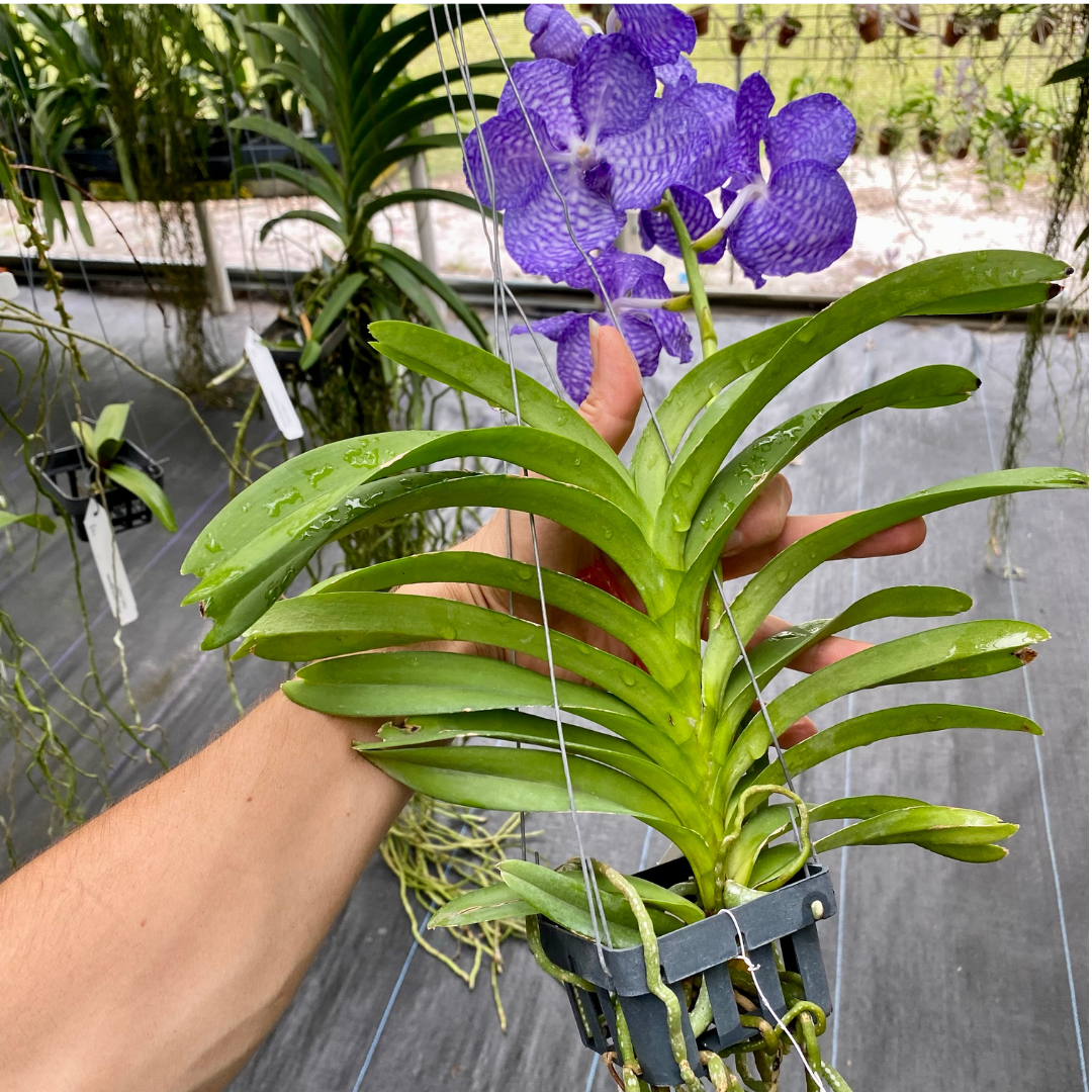 Vanda coerulea - Palmer Orchids