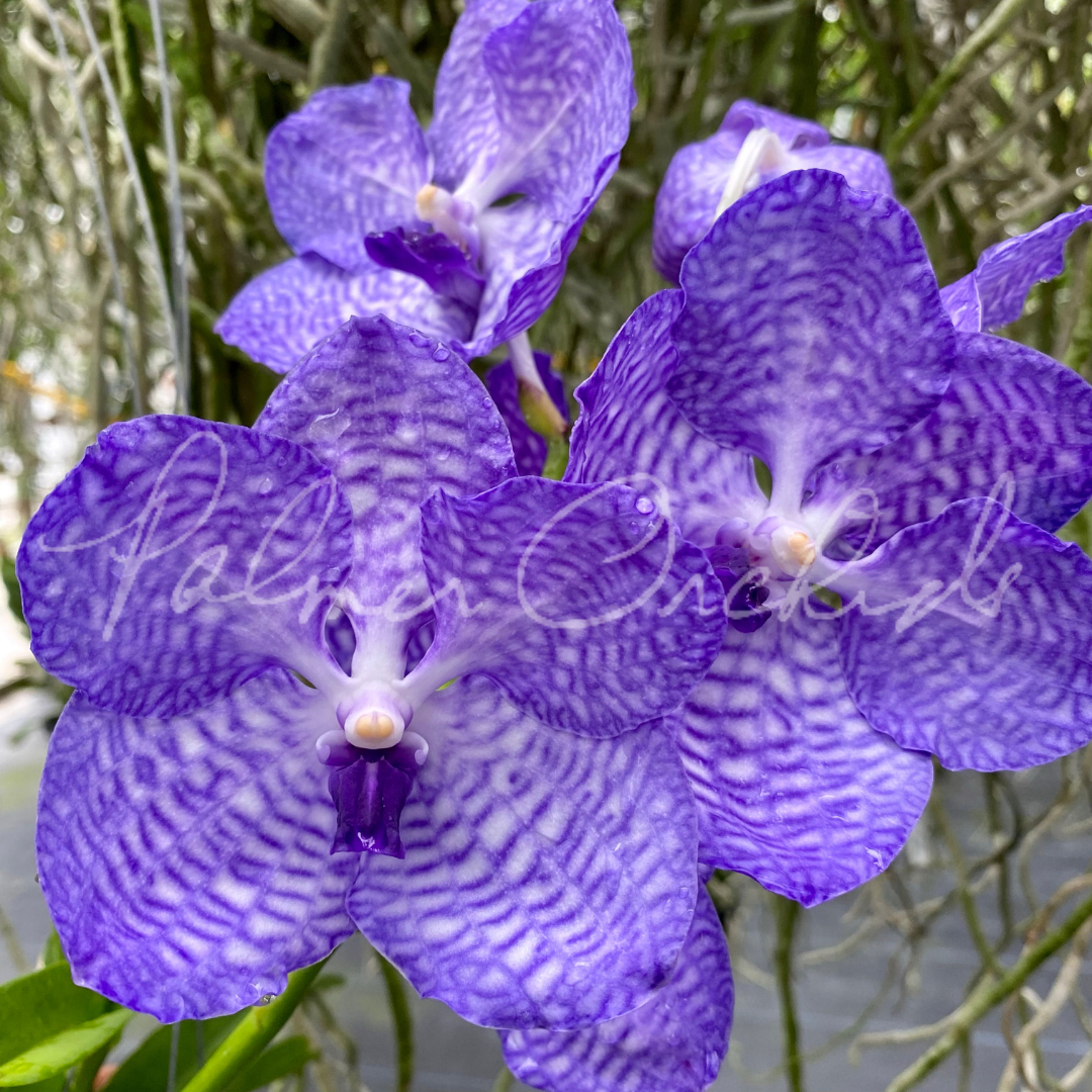Vanda coerulea - Palmer Orchids
