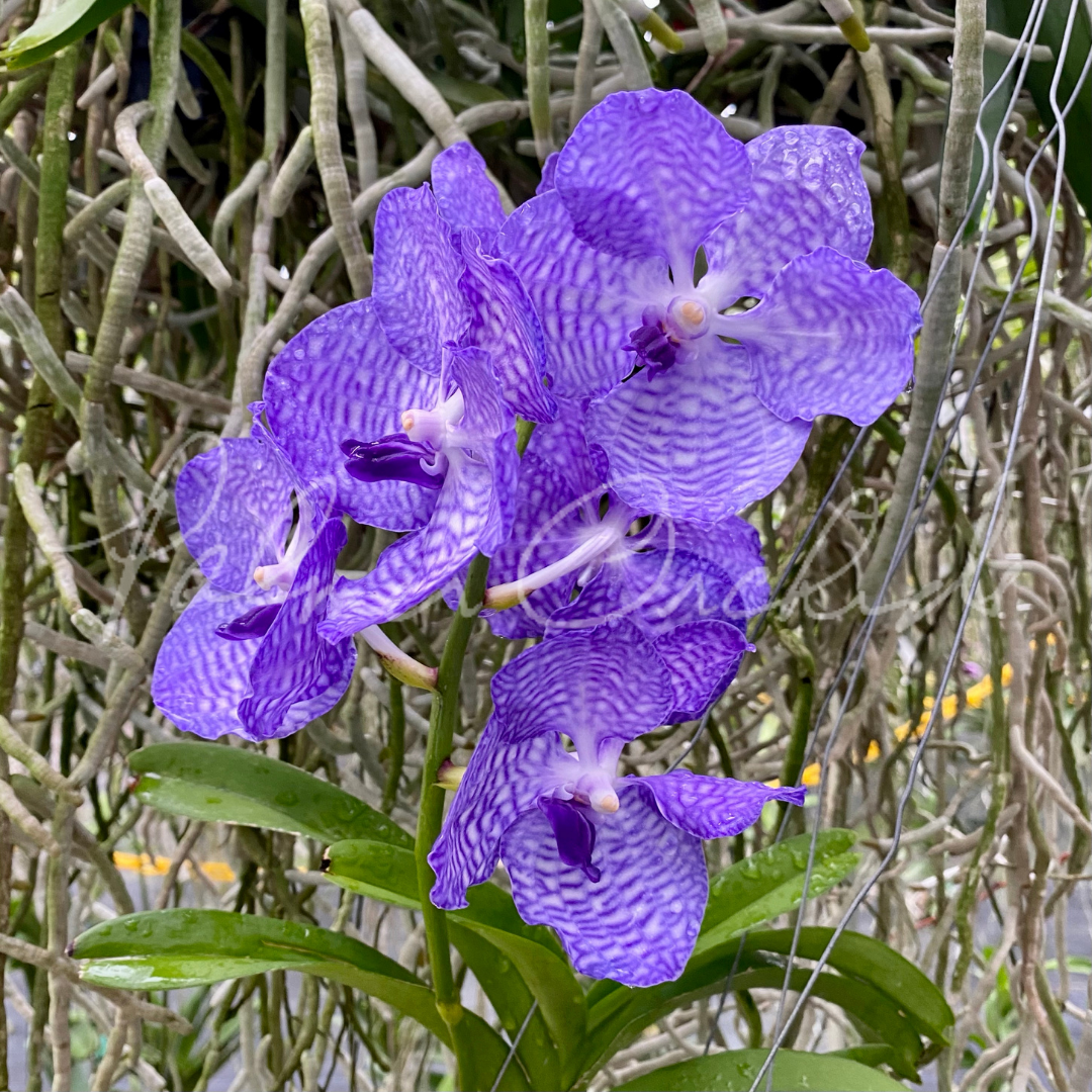 Vanda coerulea - Palmer Orchids