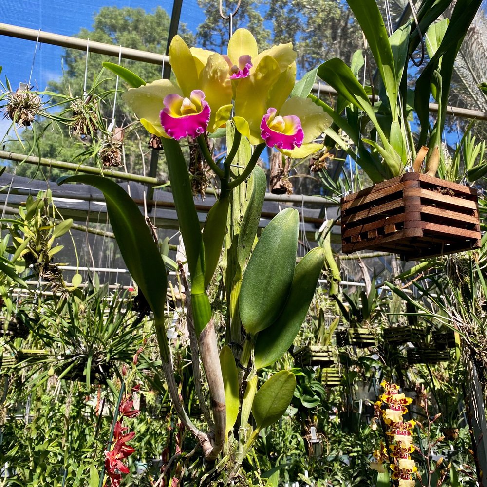 Rlc. Hsinying Greenworth 'NN' — Palmer Orchids