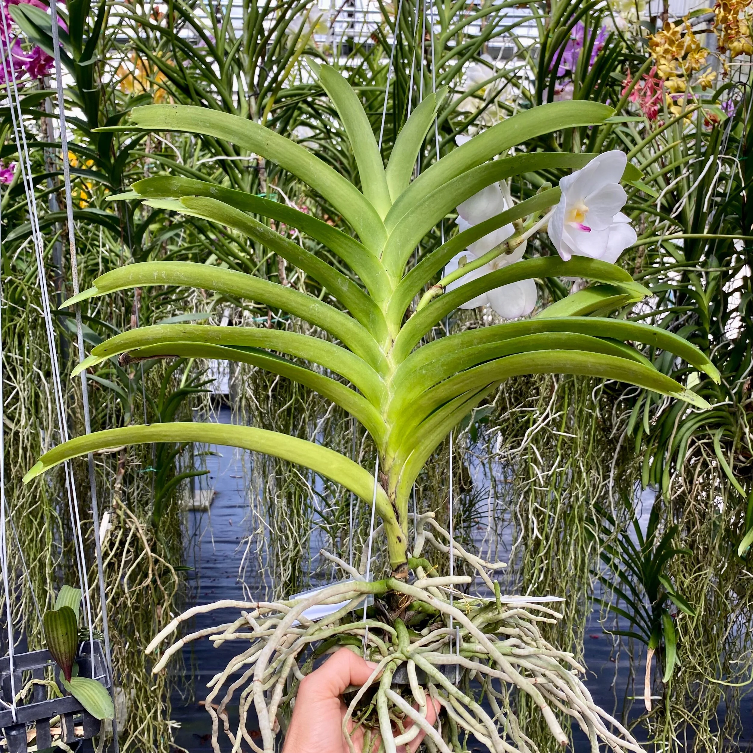 815867D7-3F66-445F-96C2-F5AAB94472B0