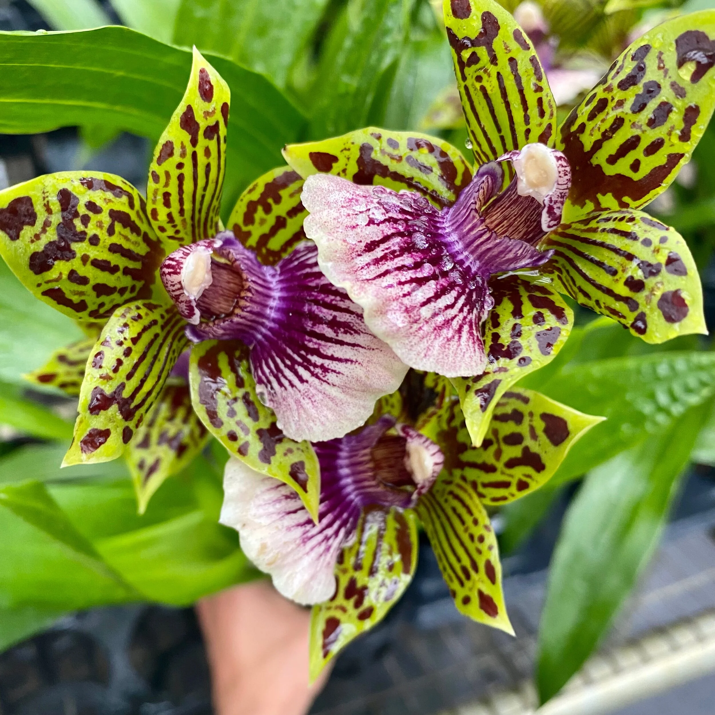 Gptm. Starburst 'Parkside' - Palmer Orchids