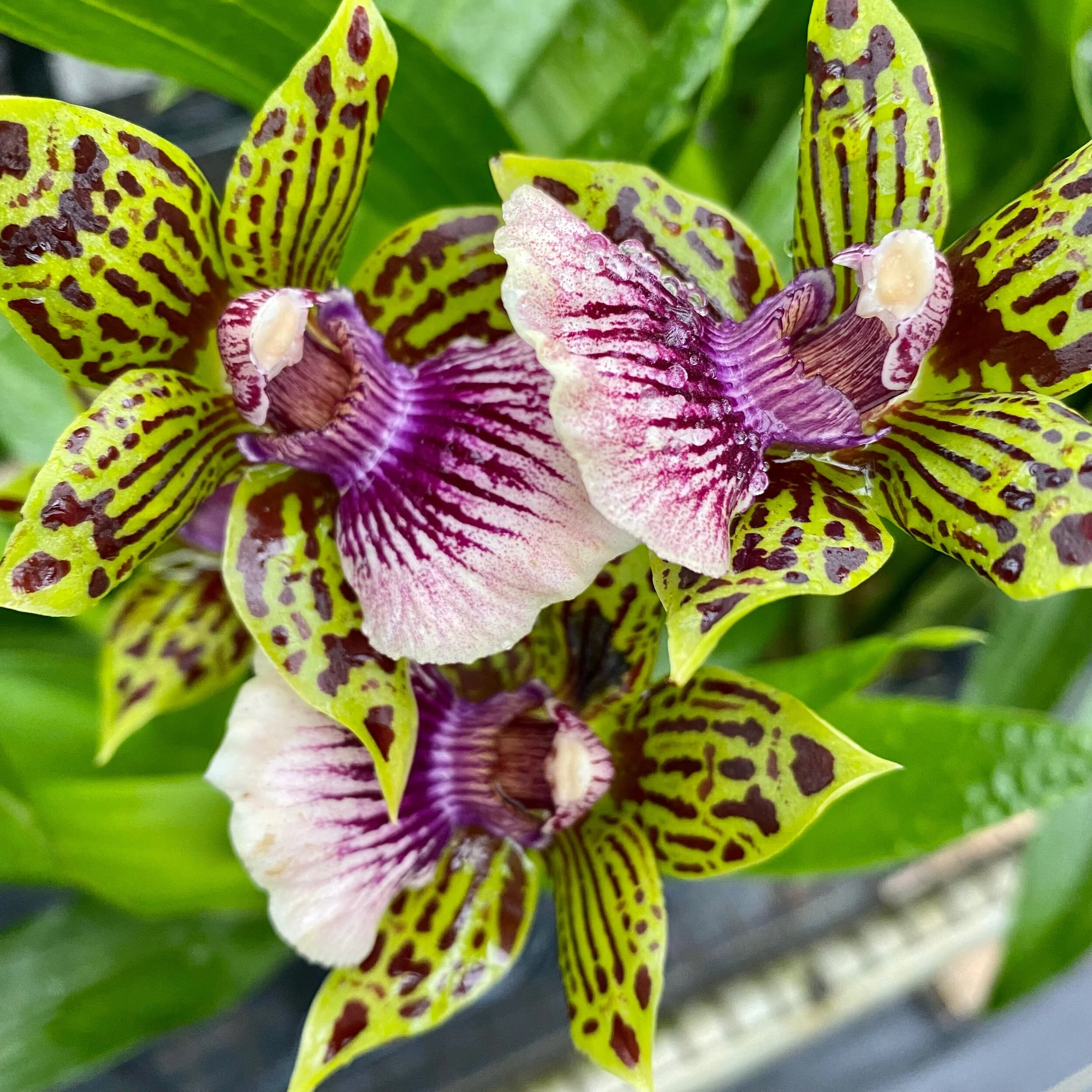 Gptm. Starburst 'Parkside' - Palmer Orchids