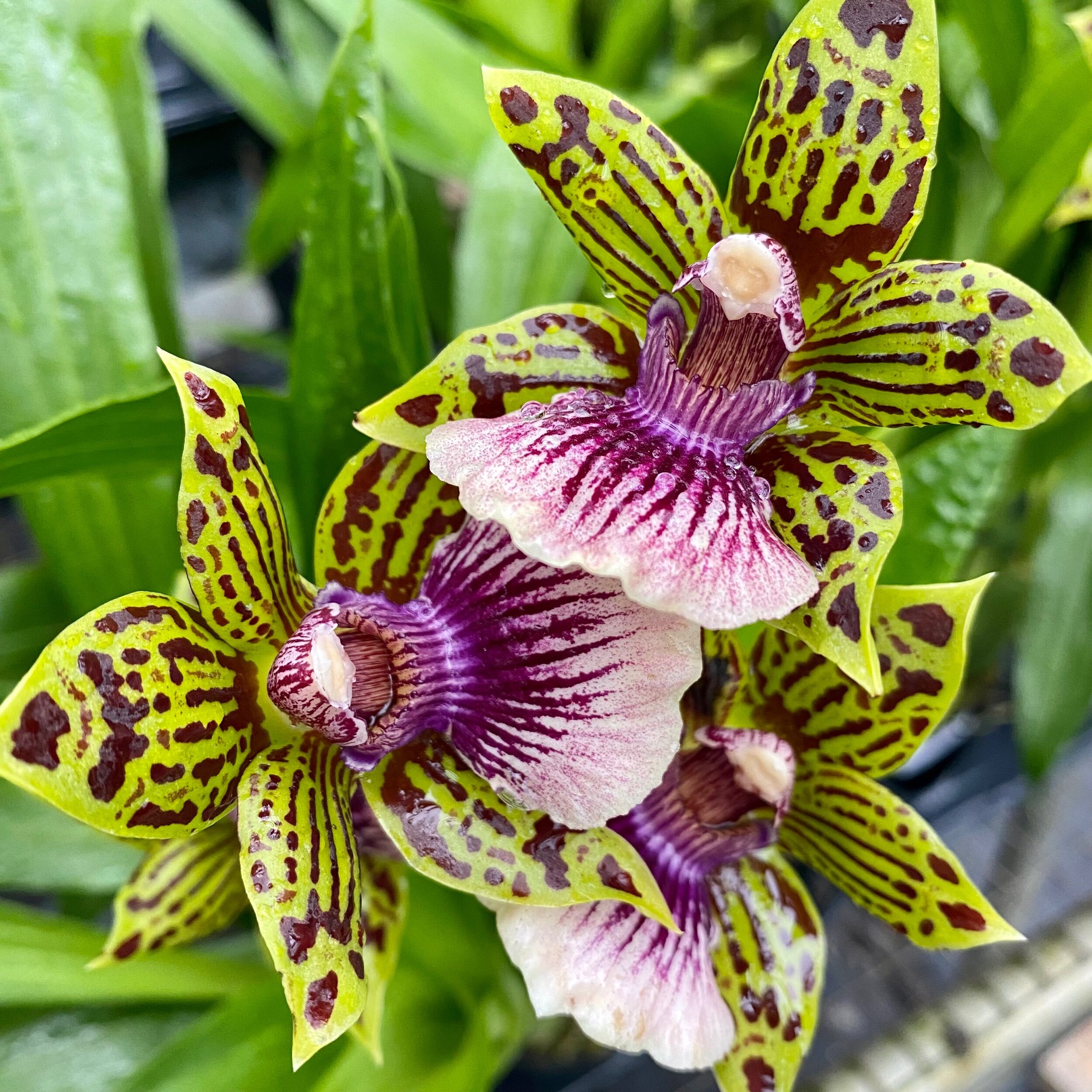 Gptm. Starburst 'Parkside' - Palmer Orchids
