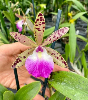 GMIS183○Fredericia / フレデリシア Trinidad Ch Trinidad Armchair Seat upholstered - Fredericia Furniture