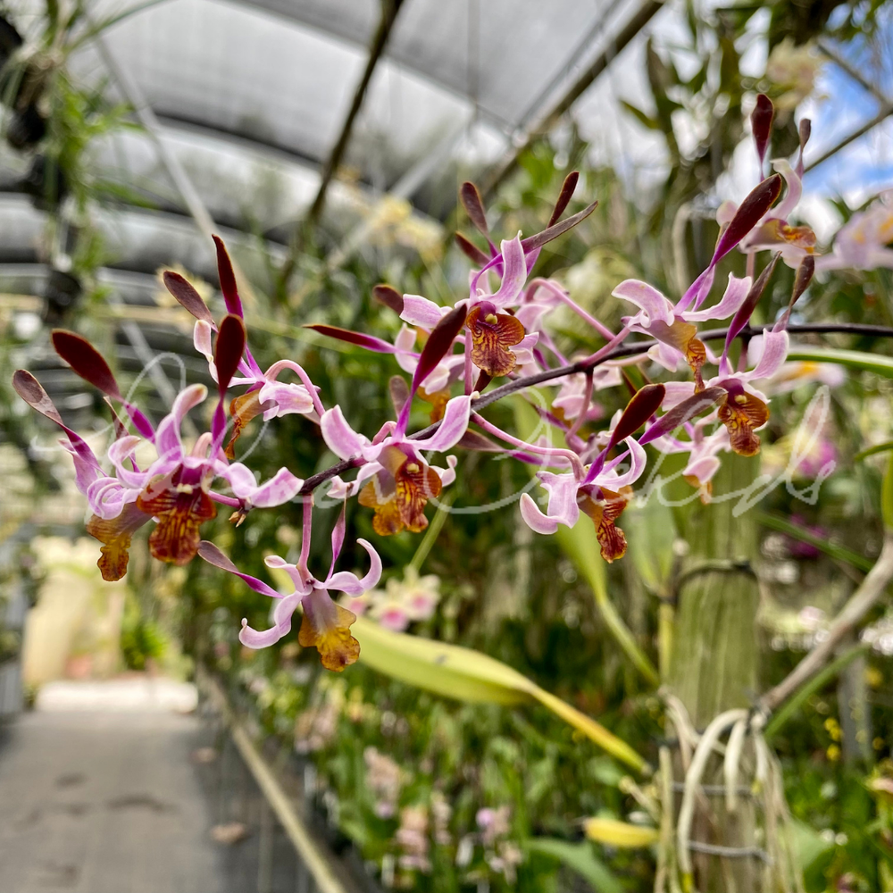DENDROBIUM トスカーナムートン ティペット 1581cb7a70370772eb186c7ec97307