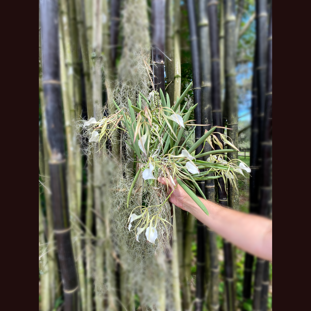 Brassavola nodosa 'Susan Fuchs' FCC/AOS — Palmer Orchids