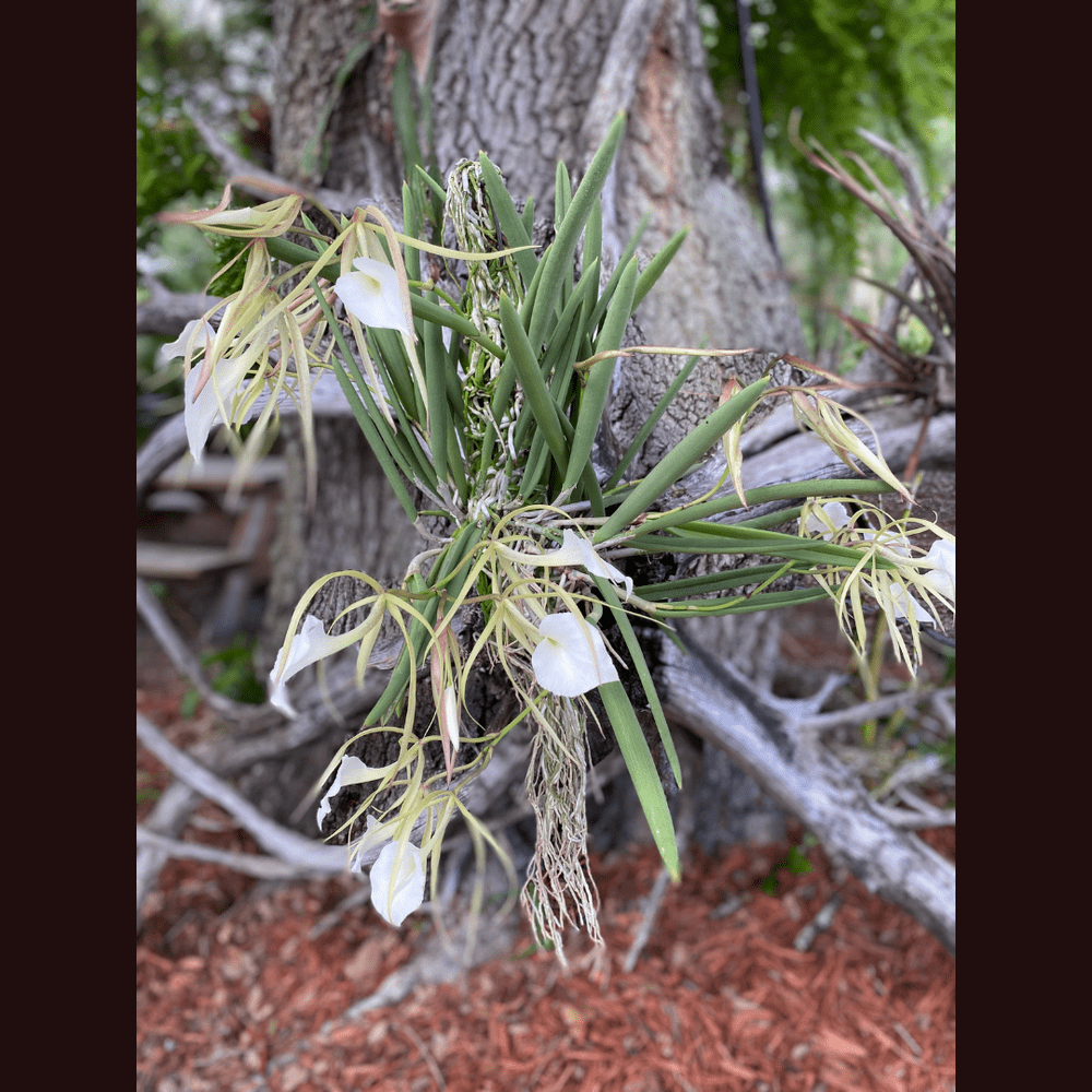 Brassavola nodosa 'Susan Fuchs' FCC/AOS — Palmer Orchids
