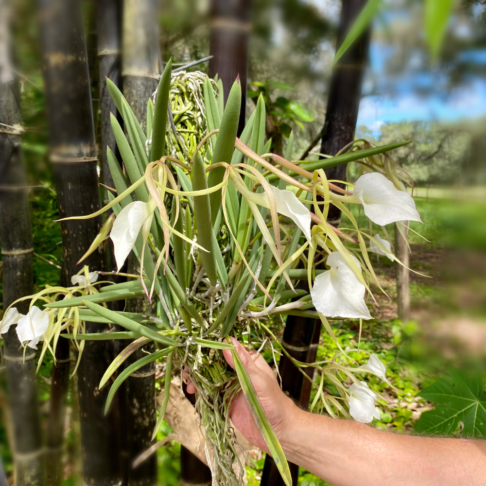 Brassavola nodosa 'Susan Fuchs' FCC/AOS — Palmer Orchids
