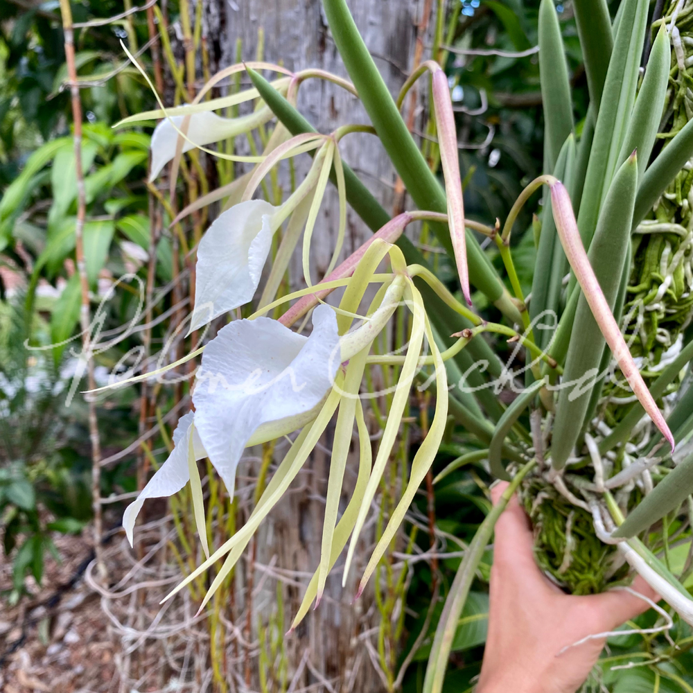 芙蓉 ZMF Atrium Open Back Headphones; Cherry - The Music Room