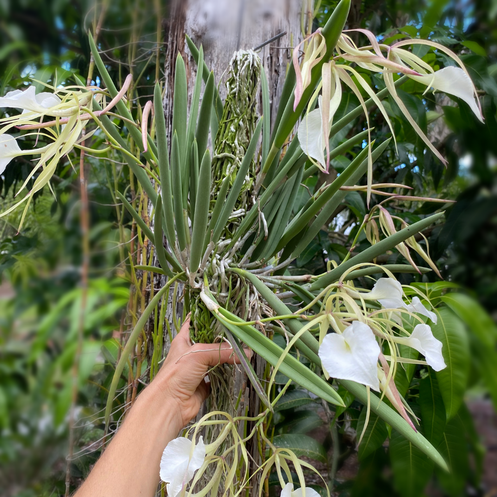Brassavola nodosa 'Susan Fuchs' FCC/AOS — Palmer Orchids