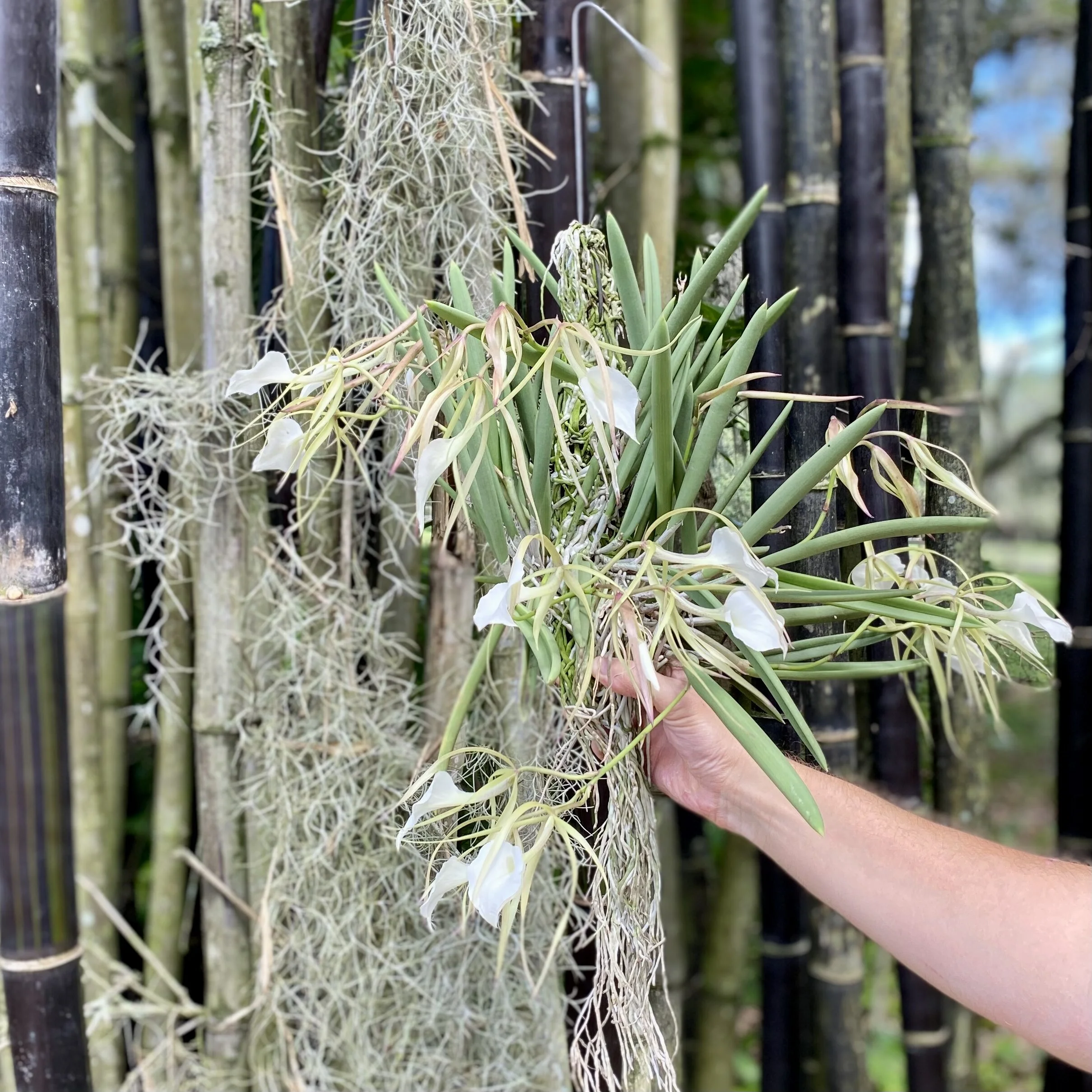 Brassavola nodosa 'Susan Fuchs' FCC/AOS - Palmer Orchids