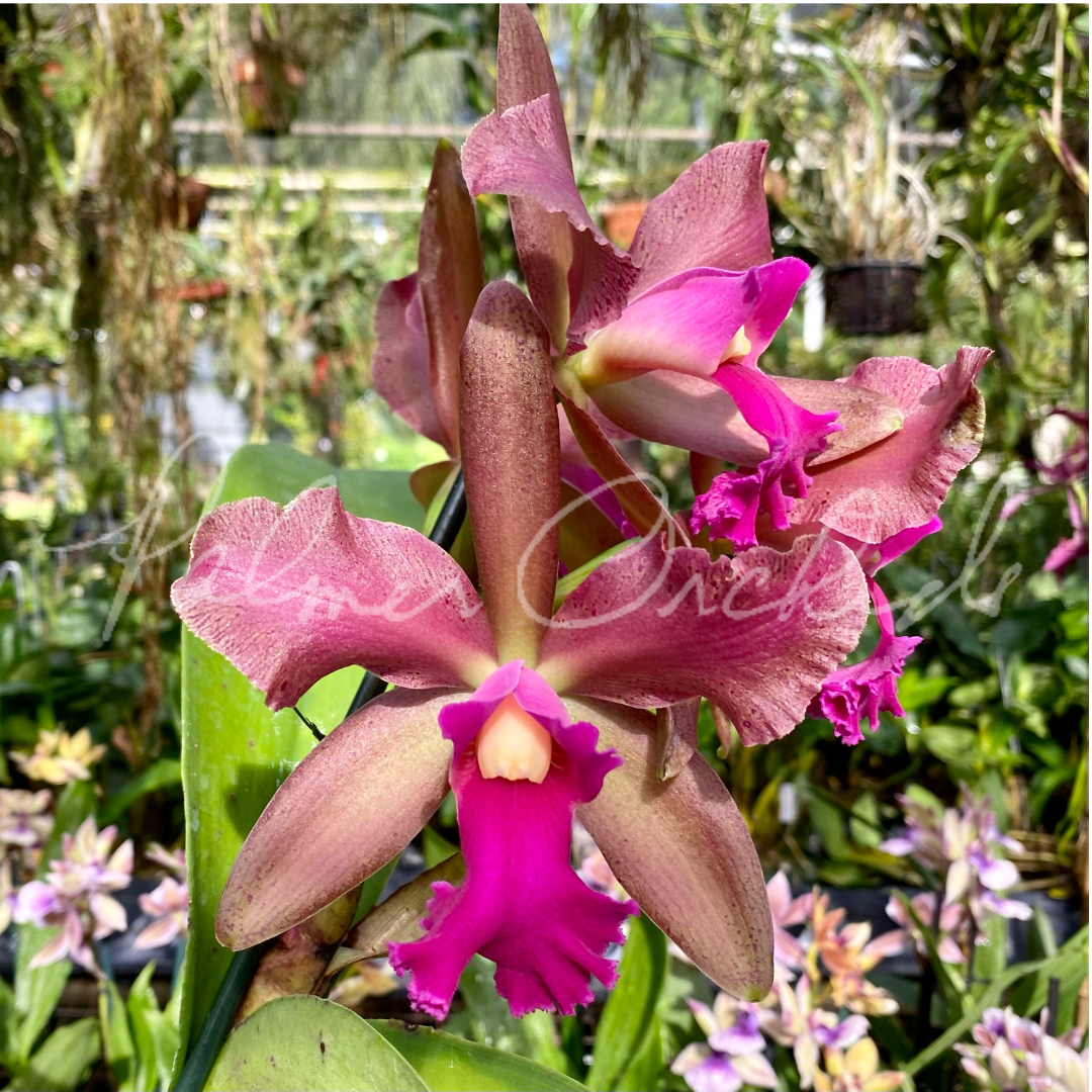 BBC07FBD-8C50-462C-85AC-DD64C66B8F9D