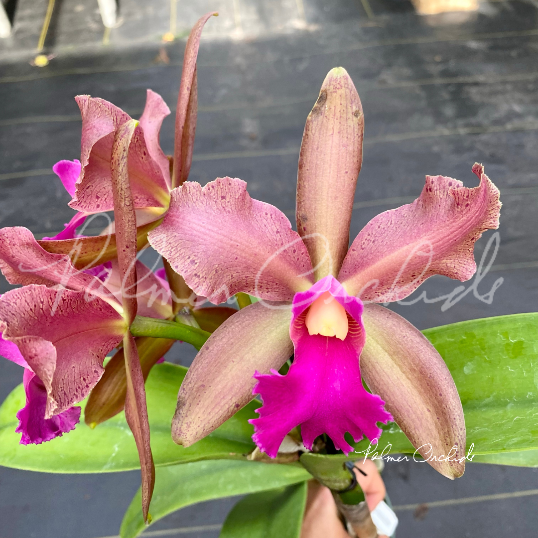 CE237CDF-A151-4C80-8091-E4902E14D95F