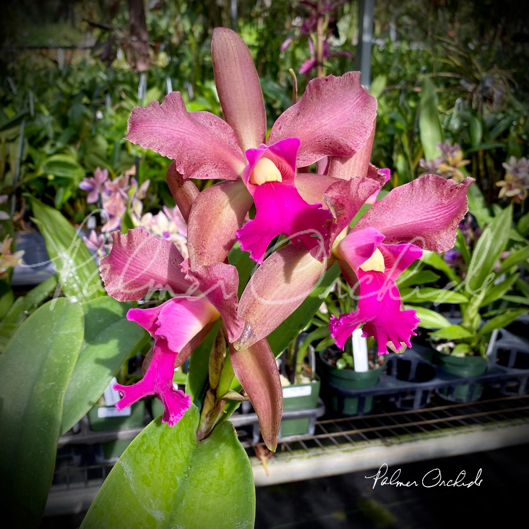 93A8DD4E-AA1F-4191-9108-A5A603C66A00