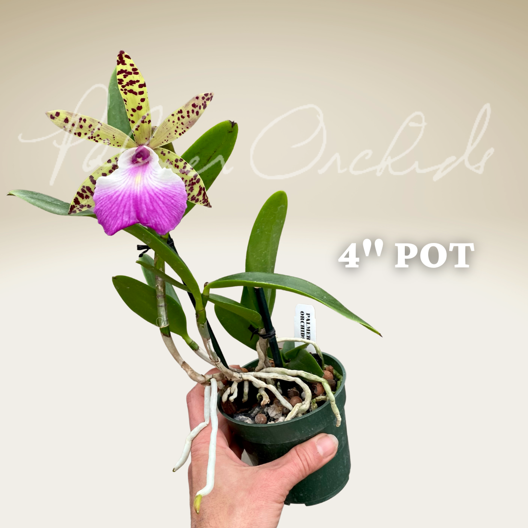 9FFA23C3-3FF8-45C2-B5BC-434BAD4D0AB4