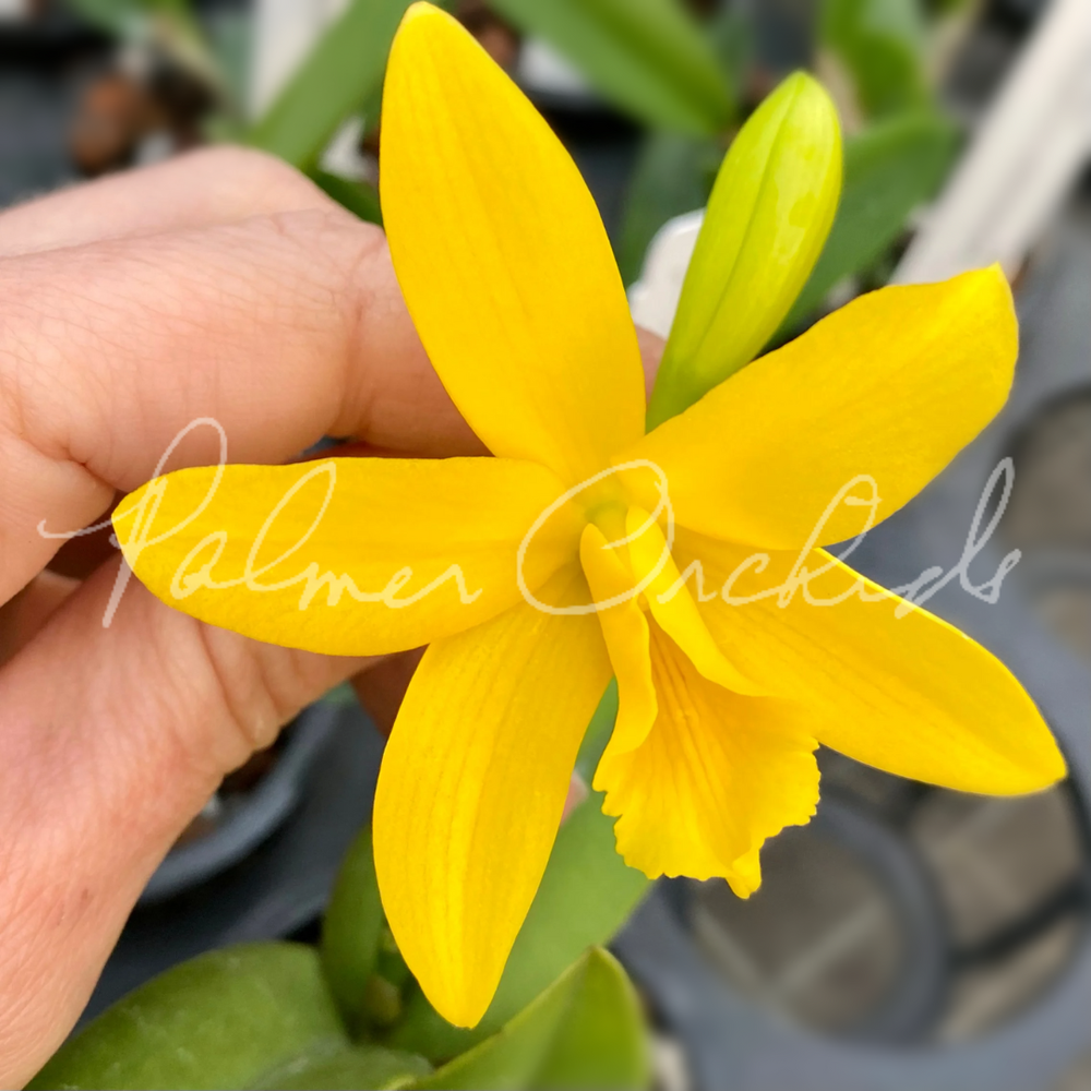 Ctt. Blazing Sun — Palmer Orchids