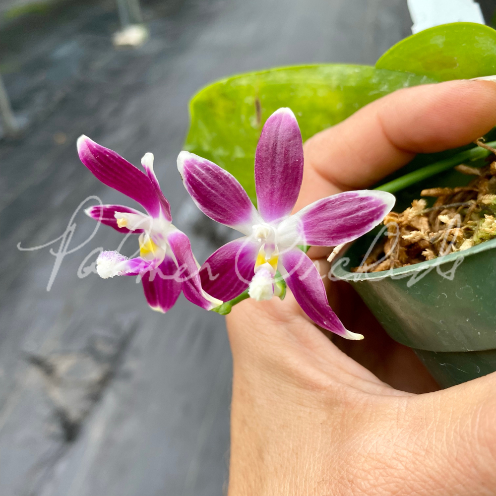 phalaenopsis tetraspis ＋ なかれ gigantea hybrid