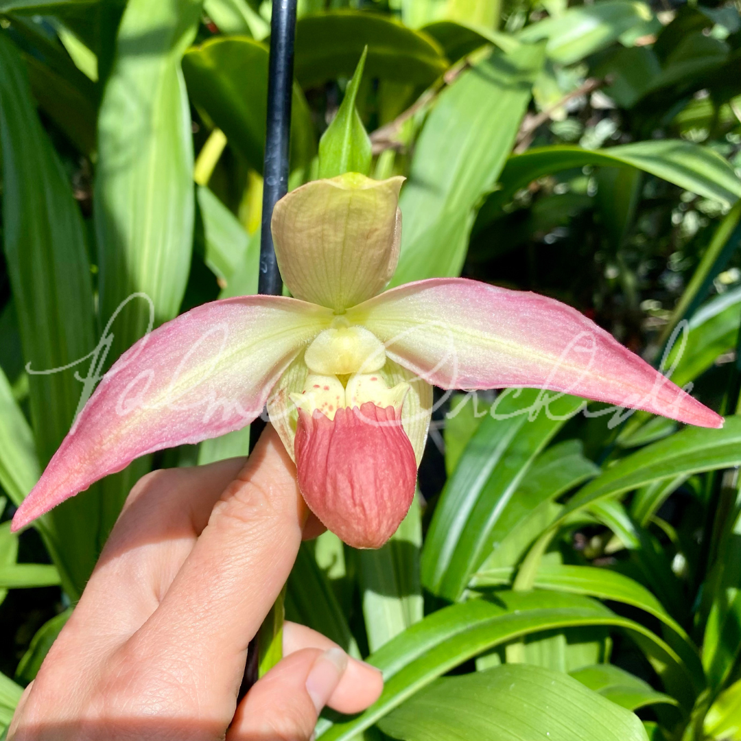 8C09C54F-CB89-4472-BA25-99FC9CDD78E0