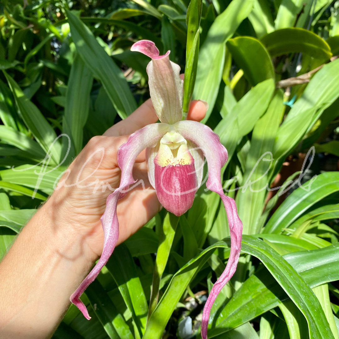 6A060964-BB70-4B82-B01C-A7938F84A44A