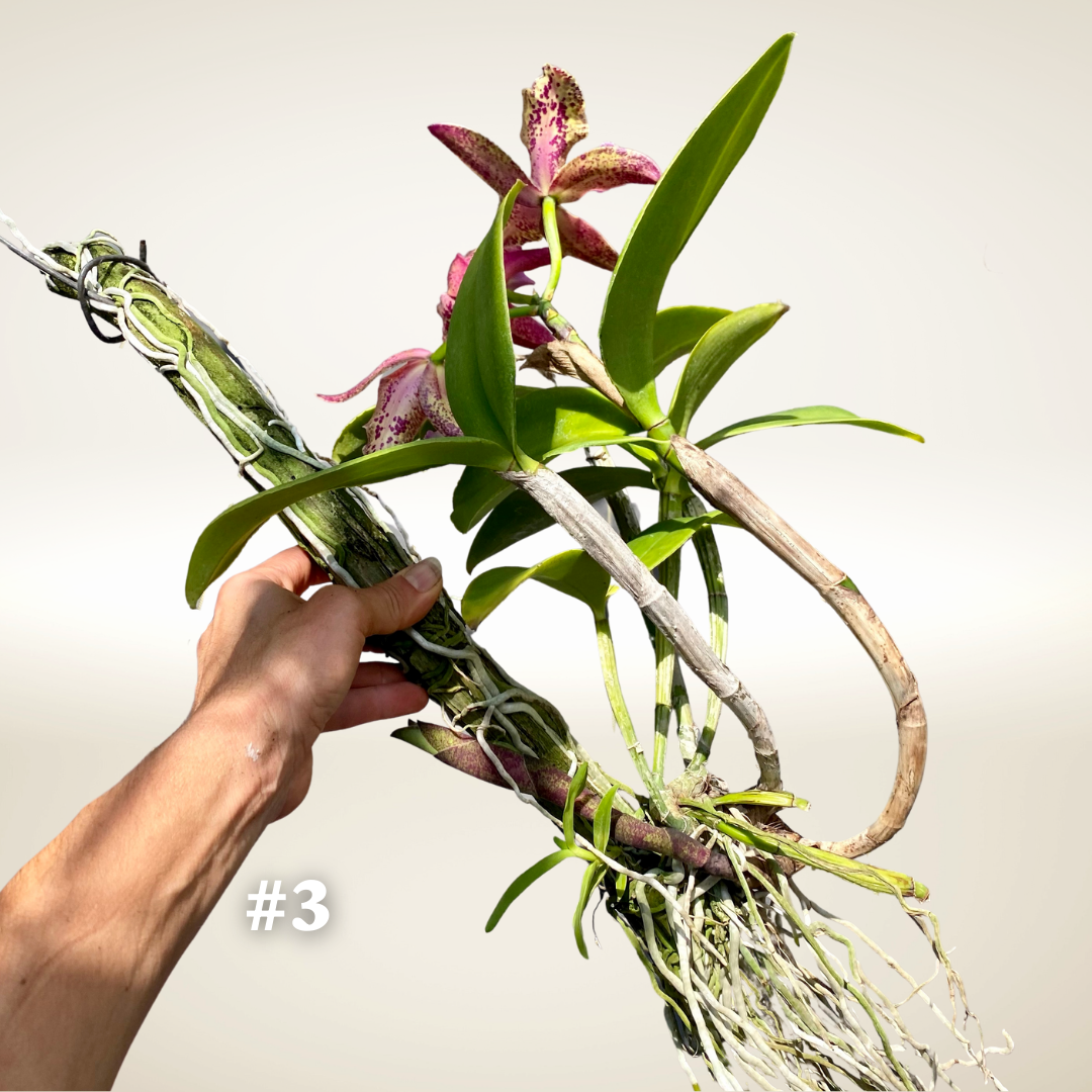 Rlc. Durigan — Palmer Orchids