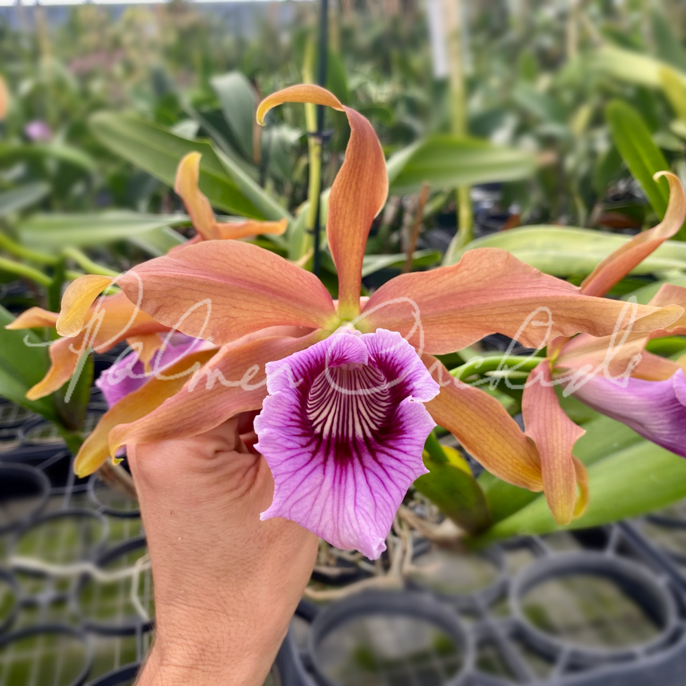 Laelia tenebrosa — Palmer Orchids