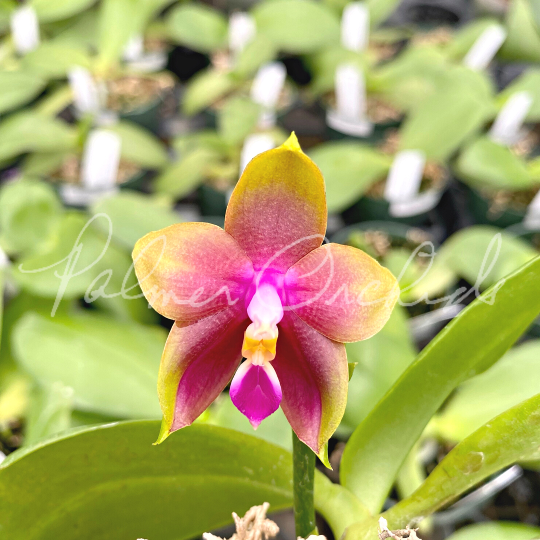 9F4782D1-BE8A-4D5C-8D66-C6D0D680C745