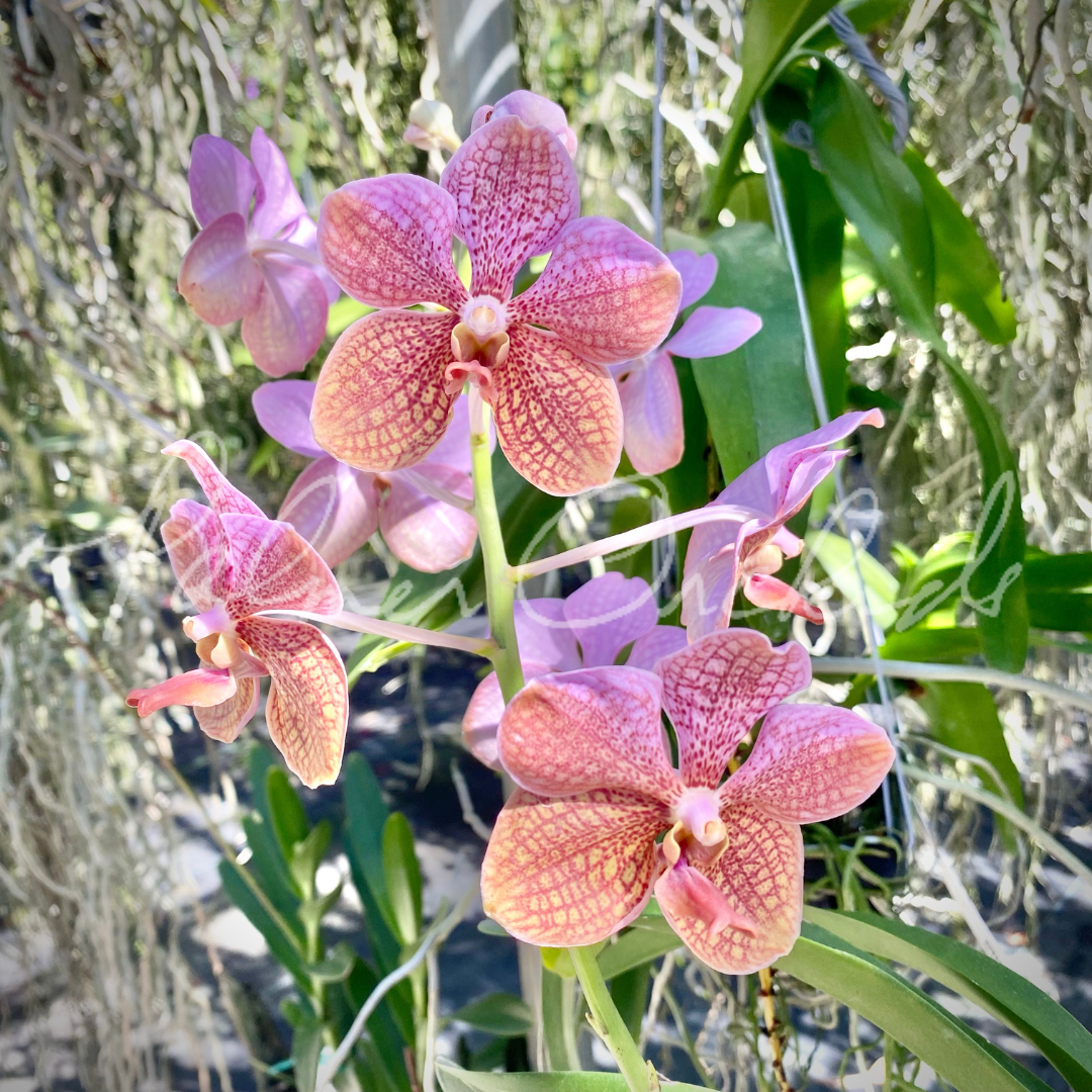 F19A9DB1-1AD2-498B-830E-97C2C8CFF18F