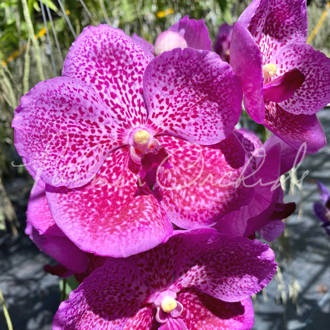 Vanda Blue Palmer Spots Hybride NEW kräftige XL Pflanze Orchidee Orchideen 
