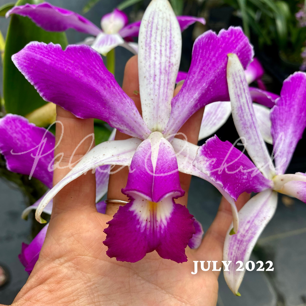 Pcv. Walnut Valley Lime Stars — Palmer Orchids