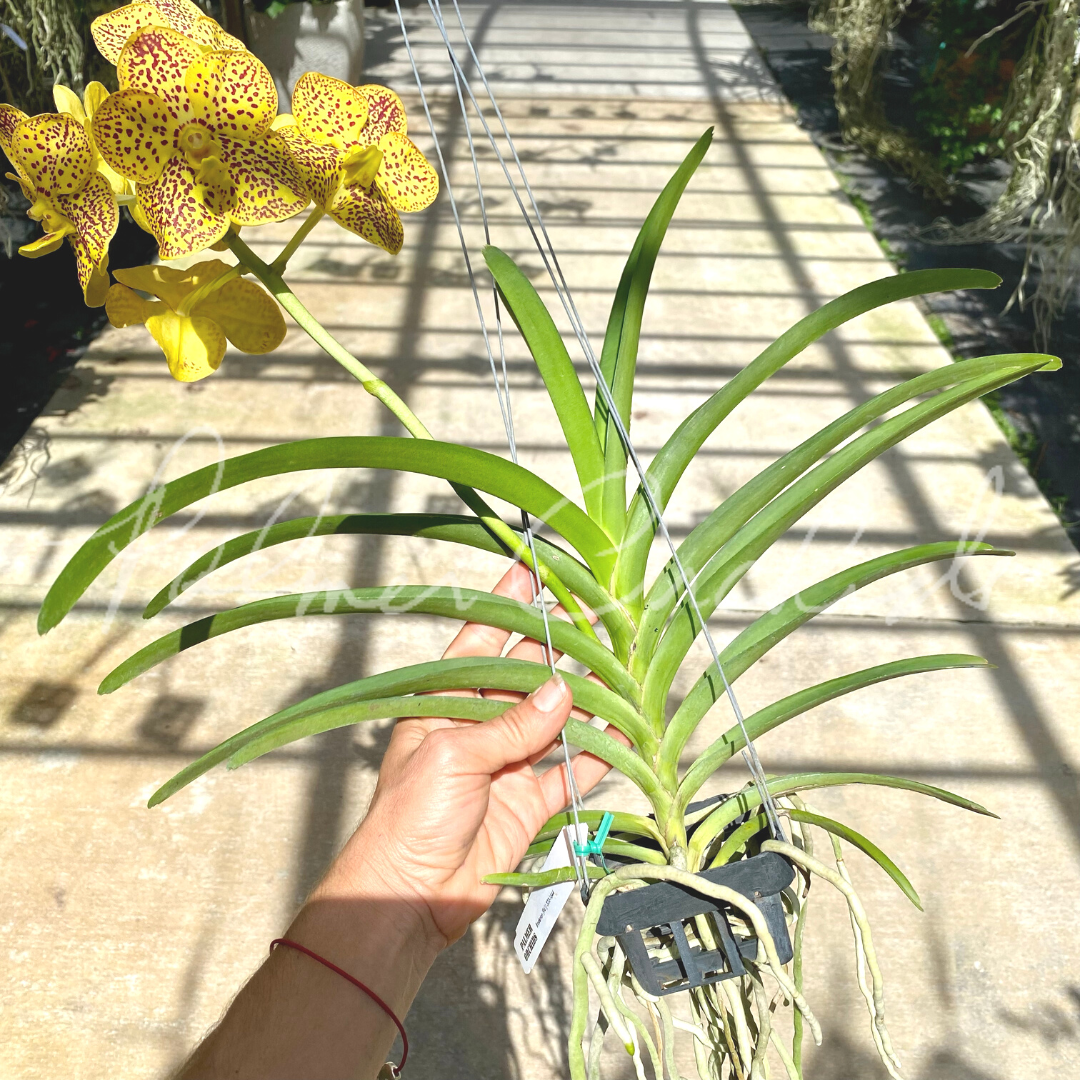 26556348-28A3-405B-9FC9-FFB146A8072E