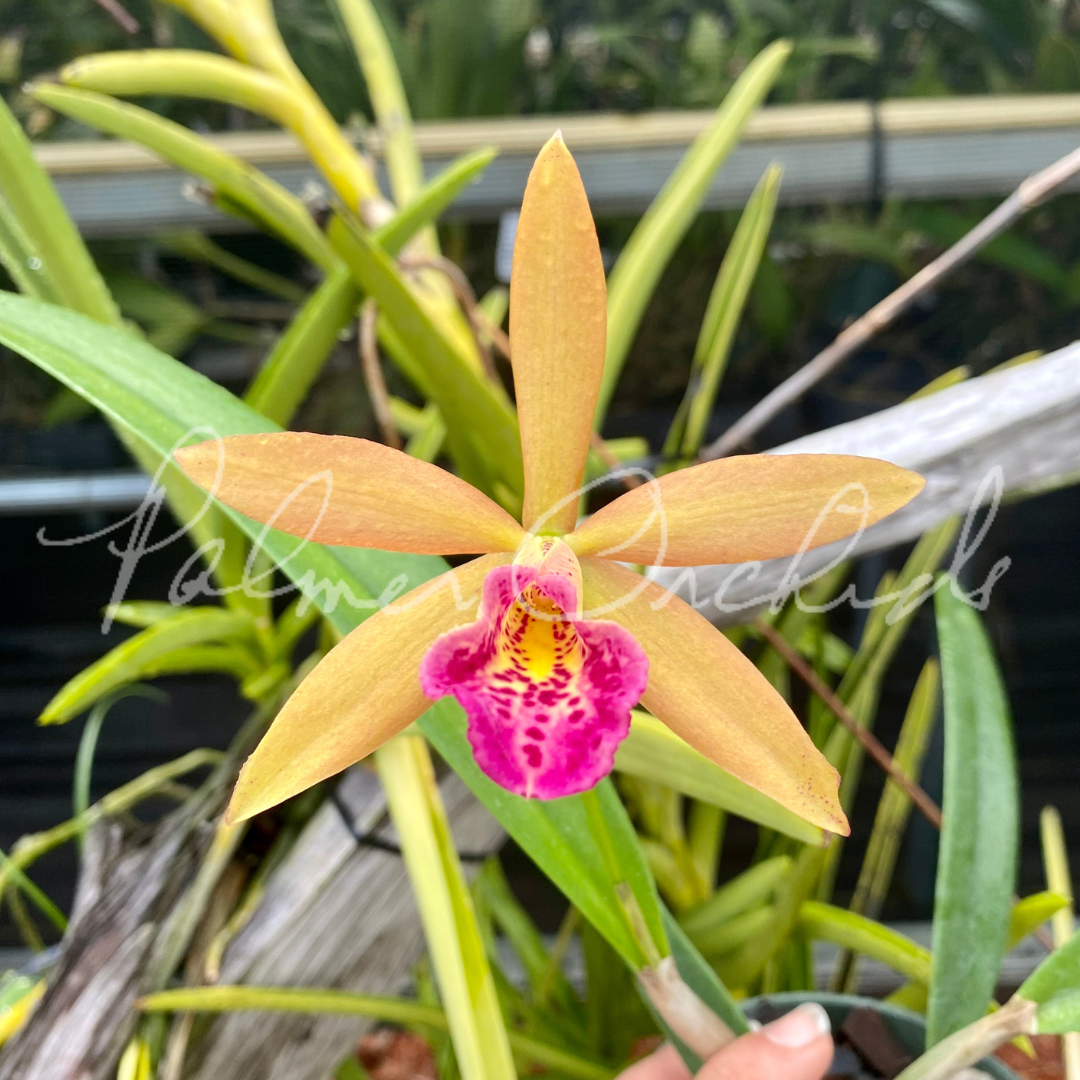 C. Small World x Bc. Richard Mueller - Palmer Orchids 2.png
