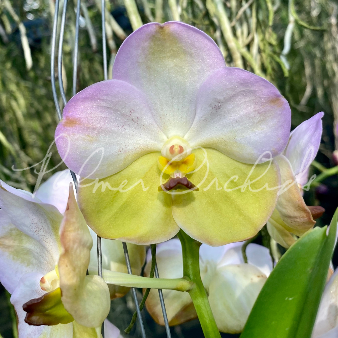 Vanda Yellow Butterfly No. 334 - Palmer Orchids