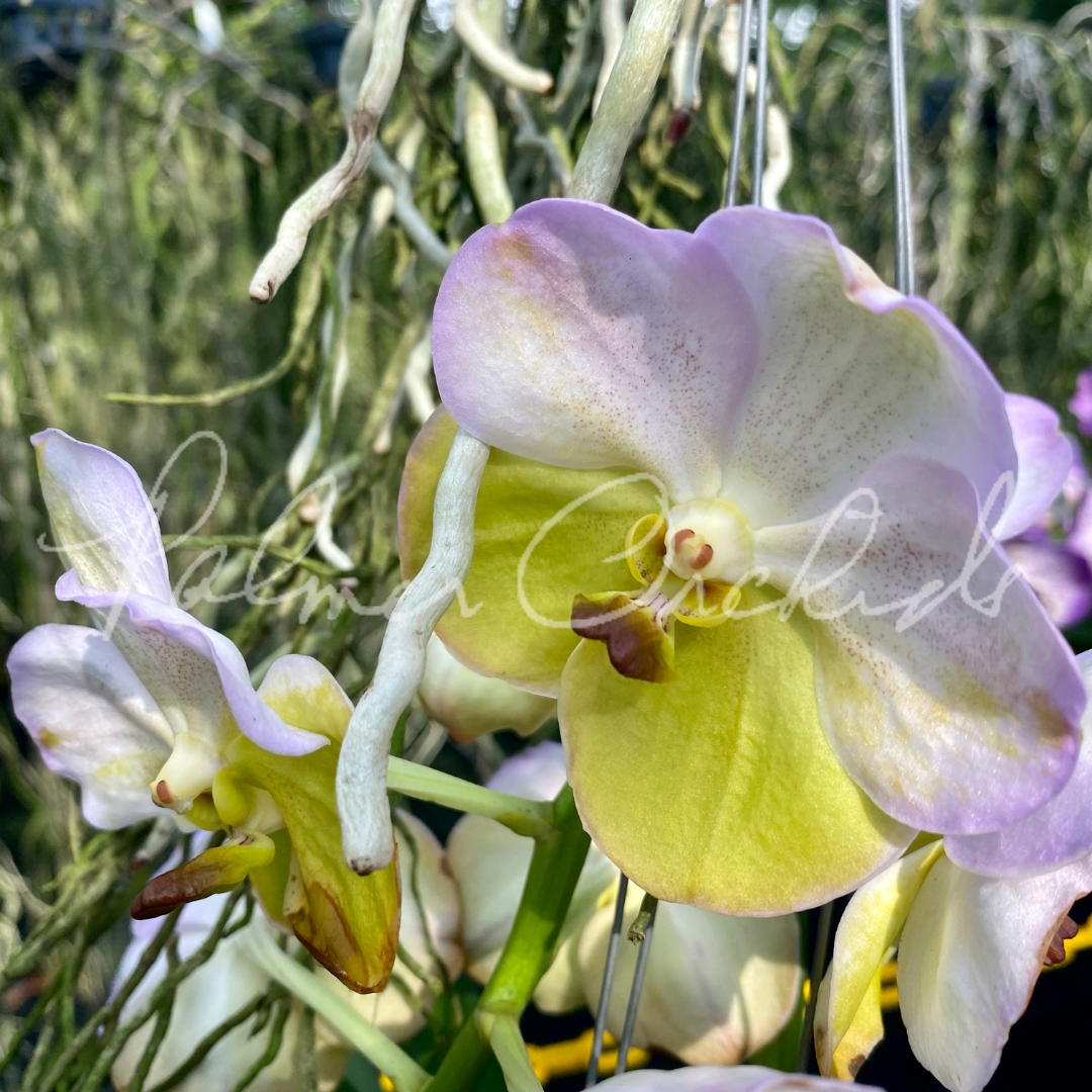 Vanda Yellow Butterfly No. 334 - Palmer Orchids