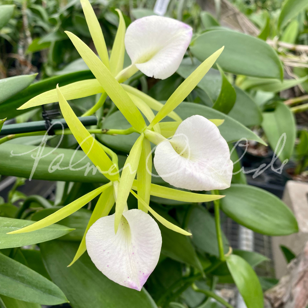 Bc. Seagulls Surf — Palmer Orchids