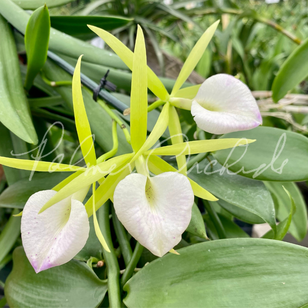 Bc. Hippodamia x B. nodosa — Palmer Orchids
