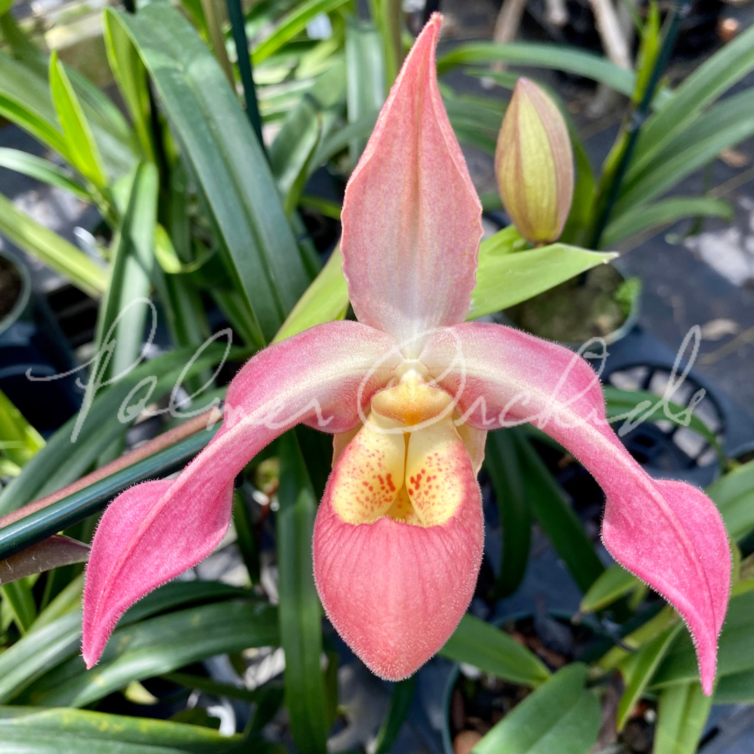 Phrag. QF Dennis D'Alessandro — Palmer Orchids