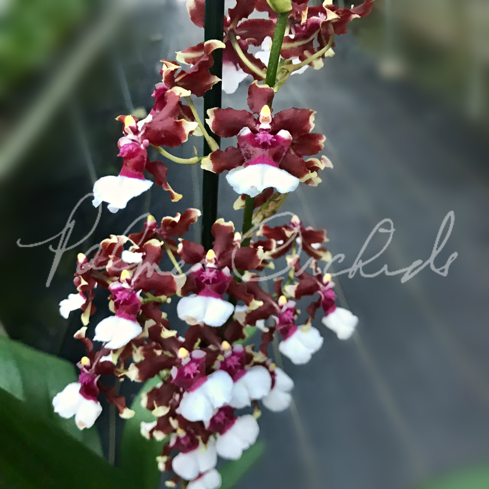 Onc. Aka Baby 'Raspberry Chocolate'  Palmer Orchids
