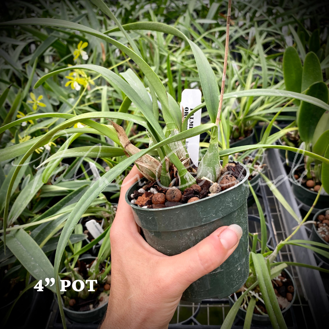 Enc tampensis alba Palmer Orchids