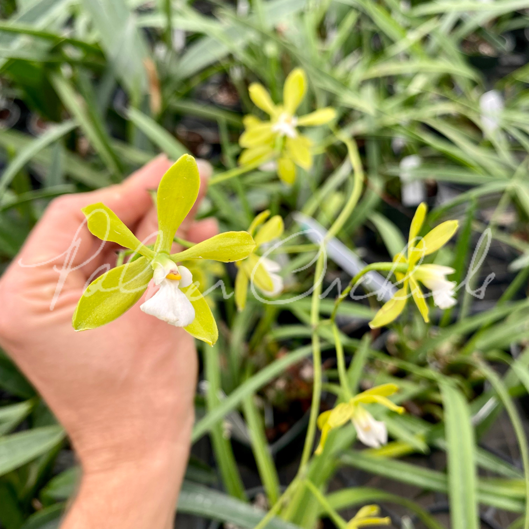 Enc tampensis alba Palmer Orchids