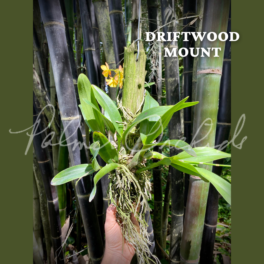 Ctna. Why Not (Yellow Form) — Palmer Orchids