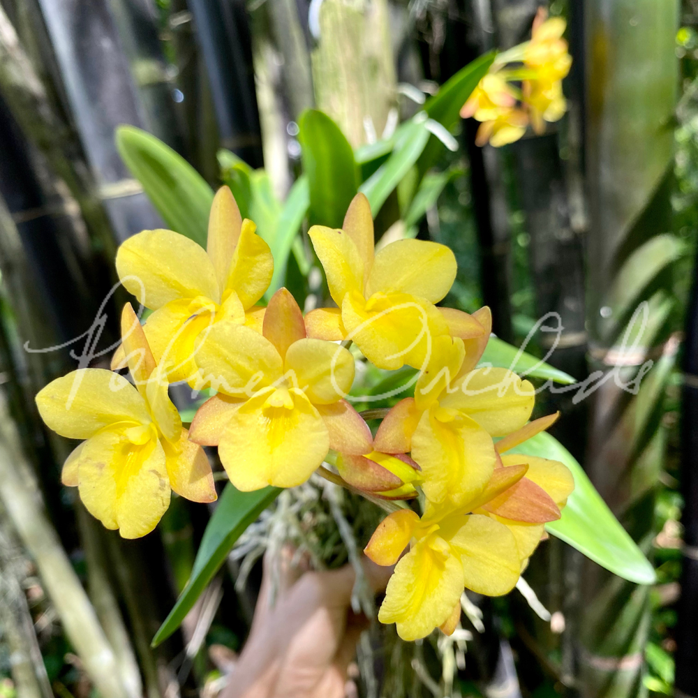 Ctna. Why Not (Yellow Form) — Palmer Orchids