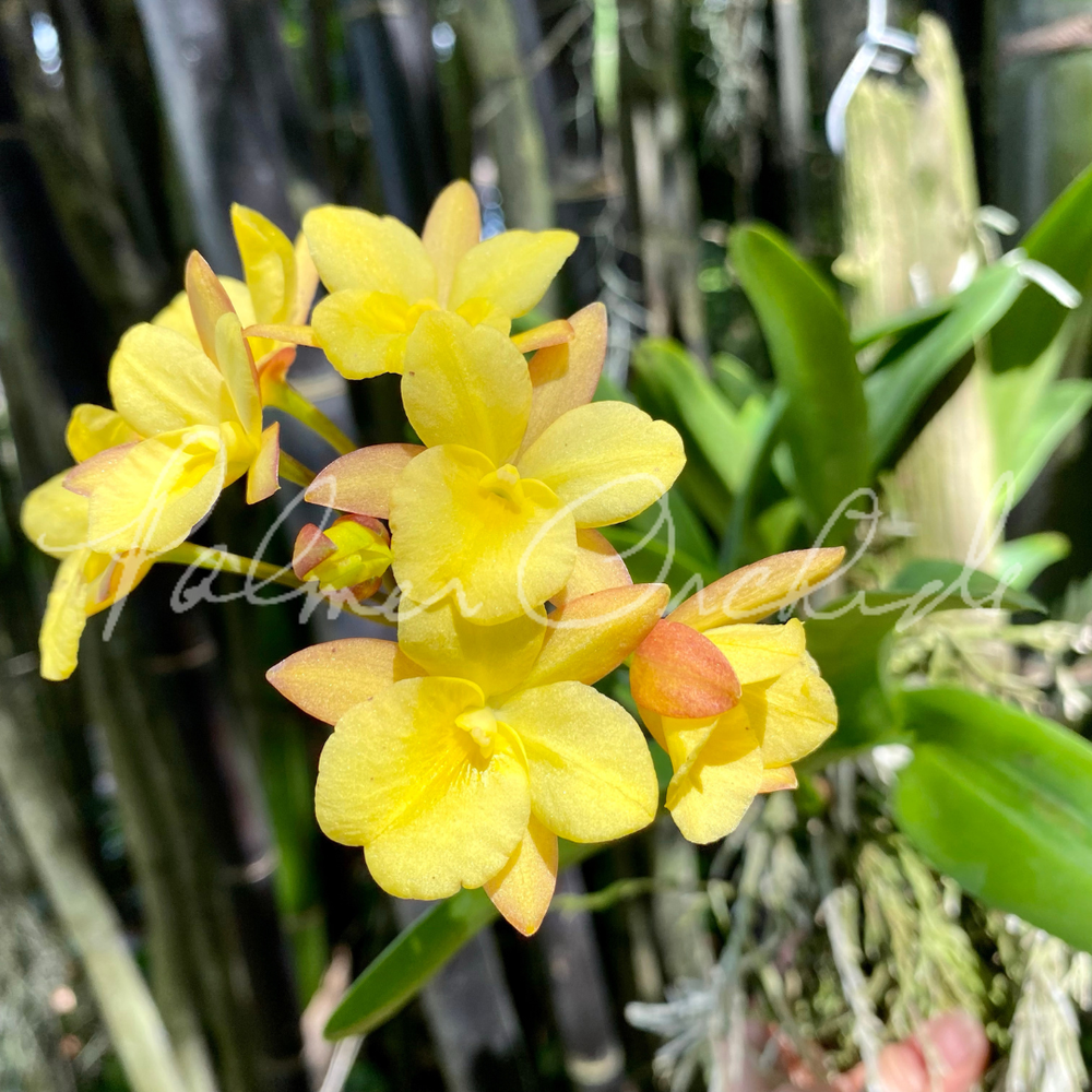 Ctna. Why Not (Yellow Form) — Palmer Orchids