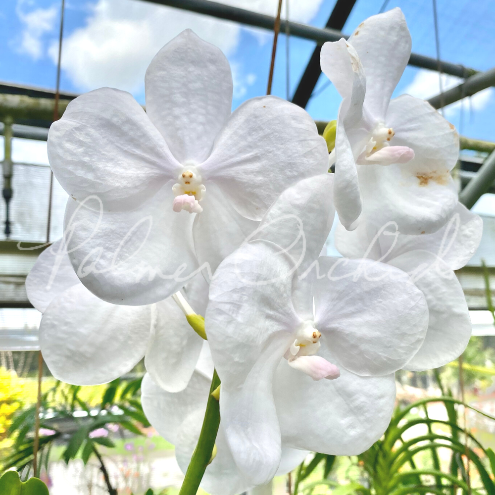Vanda Nichanan White — Palmer Orchids