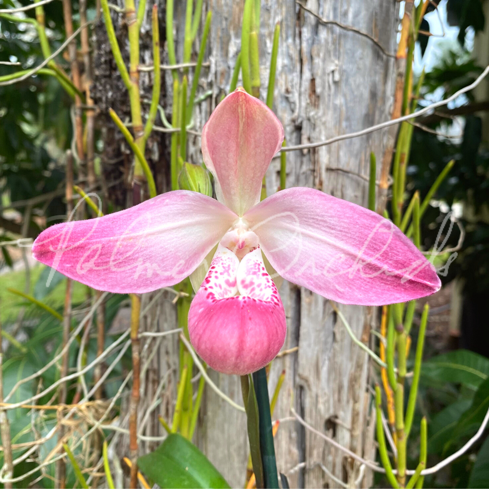Phrag. QF Halia — Palmer Orchids