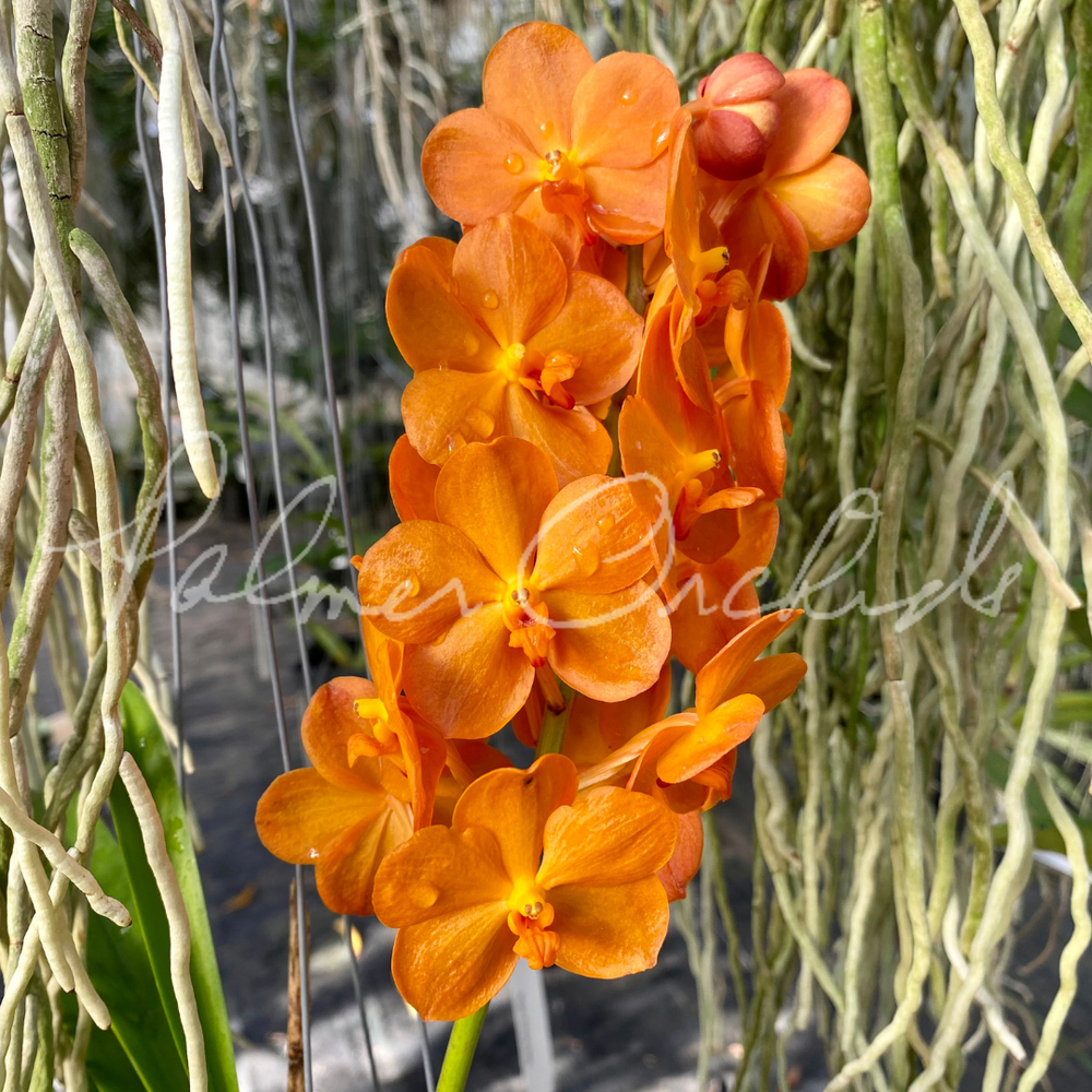 Vanda Suksamran Sunlight — Palmer Orchids